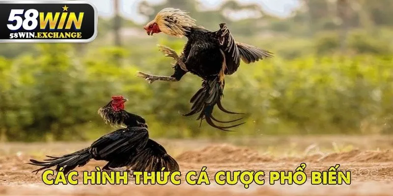 Luật chơi đá gà cựa sắt chuẩn tại 58Win