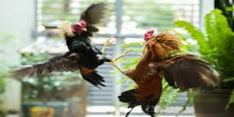 Tổng hợp câu hỏi thường gặp giúp người mới dễ dàng bắt đầu